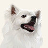 nelson_chen